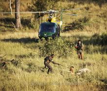 The Kruger National Park has declared a war on poaching, as many enter the park armed, jeopardising the lives of rangers and wildlife alike.