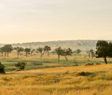 Luxury lodge welcomes guests to the Serengeti.