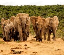 Poachers have killed 40 elephants in a conservation area. 