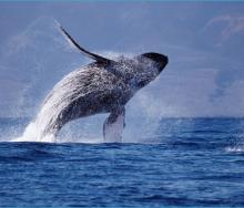 Ilha Blue promotes responsible whale watching as a platform, which will launch shortly, to help track the migration of these marine giants.