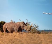 The plight of endangered White rhinos is made reality by their presence in China.