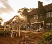 Resident giraffes make for an interesting stay.