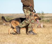 Namibia sets sights on combating wildlife crime with a new dog unit.