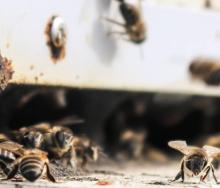 Grootbos Private Nature Reserve has introduced the Hive to Home Experience, detailing the importance of the Cape honeybee. Credits: Grootbos Private Nature Reserve.