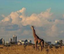 With direct flights from New York to Nairobi, East Africa’s tourism is set for a major boost. Image: Nairobi National Park.