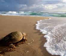 The iSimangaliso Wetland Park coastline is the only place in Africa to which the turtles return every year to lay their eggs.