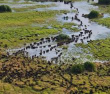 Aerial view of a Botswana landscape.