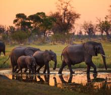 To cull, or not to cull...Botswana President at crossroads.