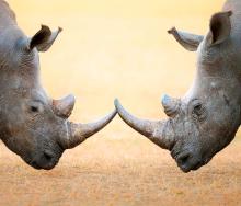 Rhino poaching numbers drop, but there are other factors to consider.