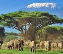 A herd of elephants in Kenya’s Amboseli National Park.