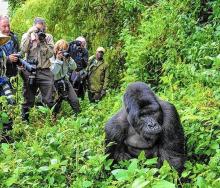 New itineraries launched in Africa, including gorilla trekking.