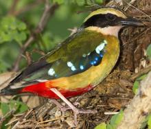 Discover Zimbabwe's elusive African Pitta on one of these eight birding safaris.