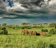 Tarangire National Park.