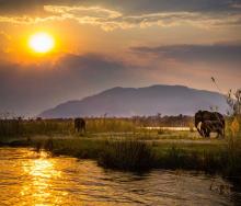 Elephants in Lower Zambezi National Park.