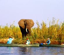 Tourists canoeing in the Lower Zambezi National Park.