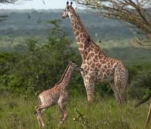 The newborn giraffe at Ukuwela. 