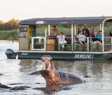 Shoreline hippo and croc tours