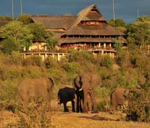 Elephants in front of Victoria Falls Safari Lodge