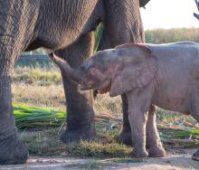 Orphaned elephant Khanyisa meeting her surrogate mom, Lundi