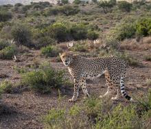 A male cheetah, Ivory, was successfully released into the wild by Ashia’s wilding and release programme.