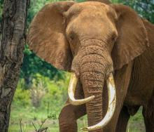 Madinda, a member of The Elephant Café herd.