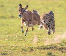 One of the entries in The Greatest Maasai Mara Photographer of the Year competition, courtesy of the Angama Foundation